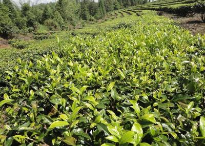 茶叶种植技术:茶园间作技术要点以及选择间作物注意事项