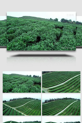 茶叶种植图片