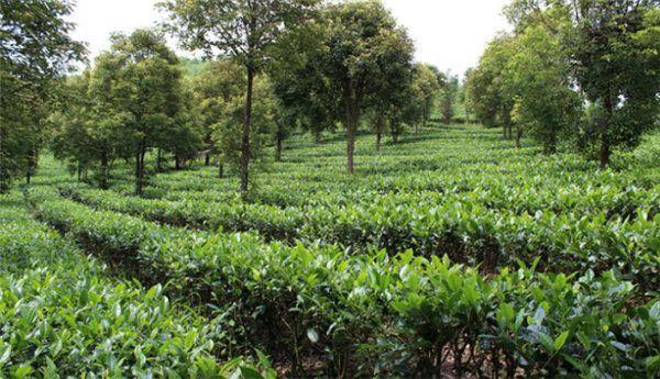 人工种植的 台地茶,灌木