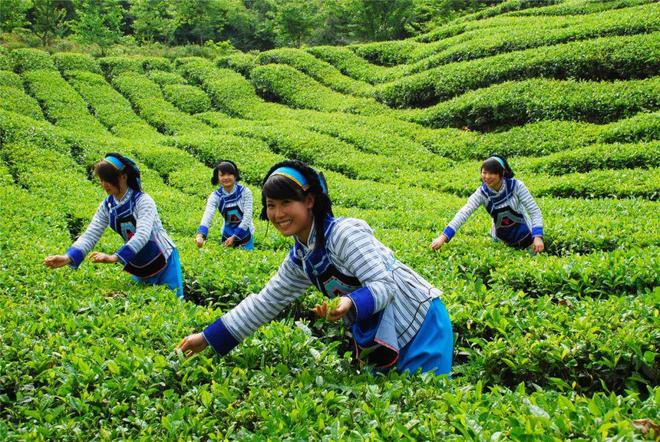 【凤冈锌硒茶】基地有机高标准 加工全程高智能 产业多元高融合--“三高”助推凤冈茶产业发展