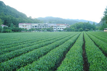 茶叶作物,茶叶种植,绿色农业