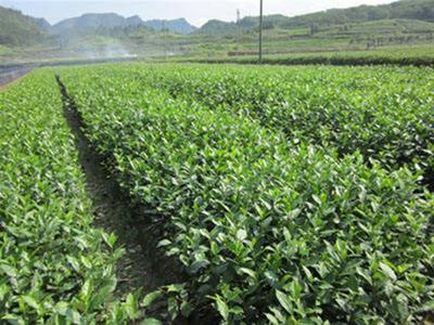 龙井茶苗种植技术