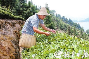仁化白毛茶种植规模持续扩大 好茶叶也要打品牌