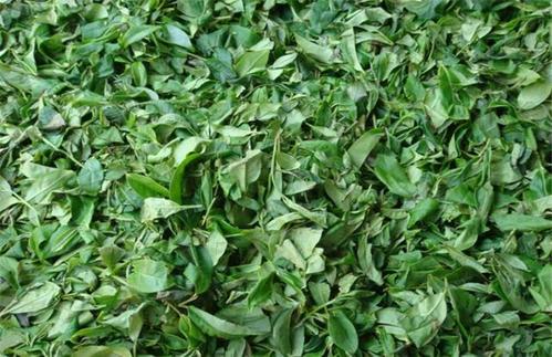 茶叶是怎么培养,茶叶如何管理,好喝的茶叶是如何种植出来的?