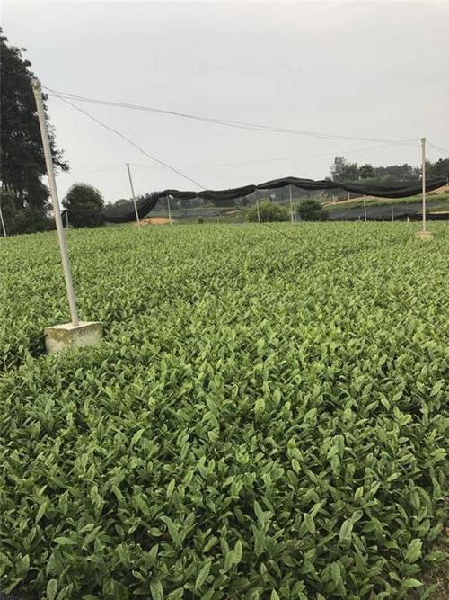 谷城县乌牛早茶苗-厂家直销绿茶茶苗 - 雅安市名山区超众苗木种植农民
