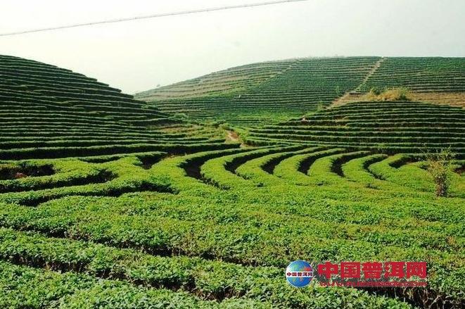 云南省茶叶种植面积稳定在600万亩右右
