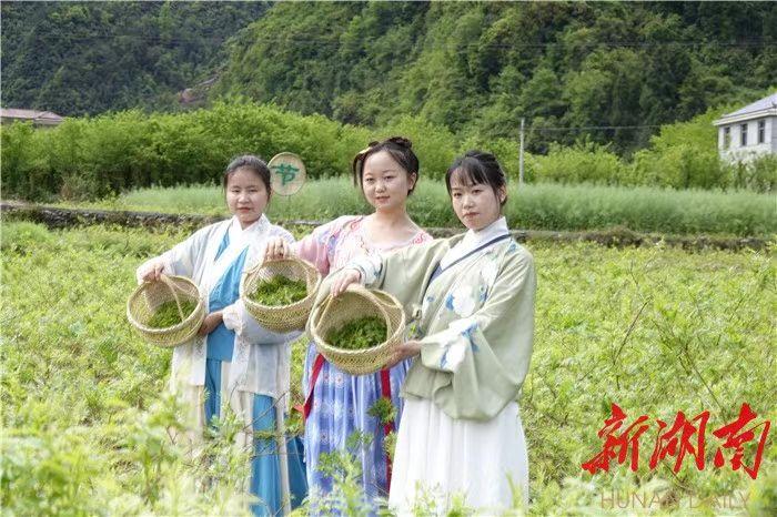 湖南日报市州版头条永顺县古莓茶致富土家苗乡种植莓茶61万亩年创产值